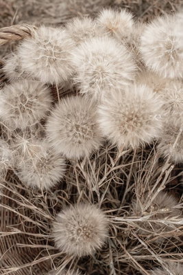Delicate bunch vertical – motivvy. Runda, fjäderlika fröställningar samlas tätt i en varm gråbrun färgskala med tunna stjälkar.