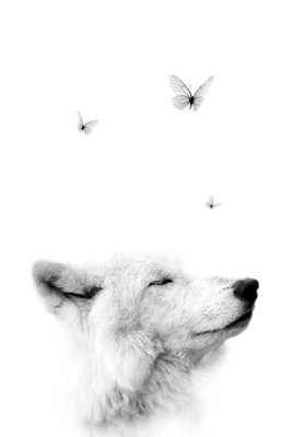 Gentle dream vertical – motivvy. En vit, mjukt tecknad rävunge lyfter nosen mot små fjärilar på en nästan helt vit bakgrund.