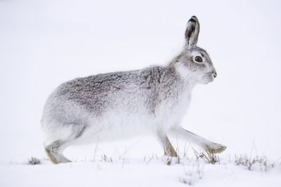 Hare wide – motivvy. En grå hare står i profil på ljus snö med uppresta öron och en mjukt vit bakgrund.