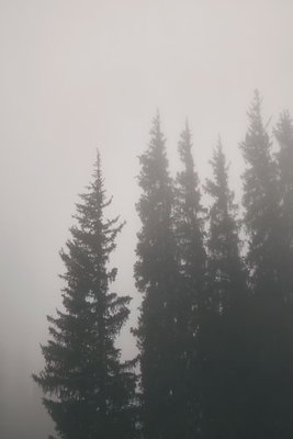 Smell of forest fog vertical – motivvy. Mörka grantoppar försvinner upp i en stor, ljusgrå dimmig yta.