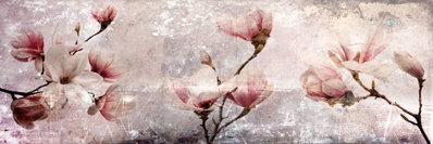 Magnolia charm narrow – motivvy. Ljusa rosa magnoliablommor sitter på mörka grenar över en vit och grå, målerisk bakgrund.