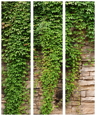 3-delad ljuddämpande rumsavdelare – Ivy Wall – produktbild från leverantören