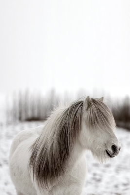 Horse mane vertical – motivvy. En liten ljus häst står i ett snötäckt landskap med en lång gråbrun man över ansiktet.