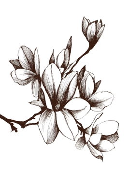 Renaissance magnolias – motivvy. Blommande magnoliagrenar tecknas med bruna och svarta konturer mot en vit bakgrund.
