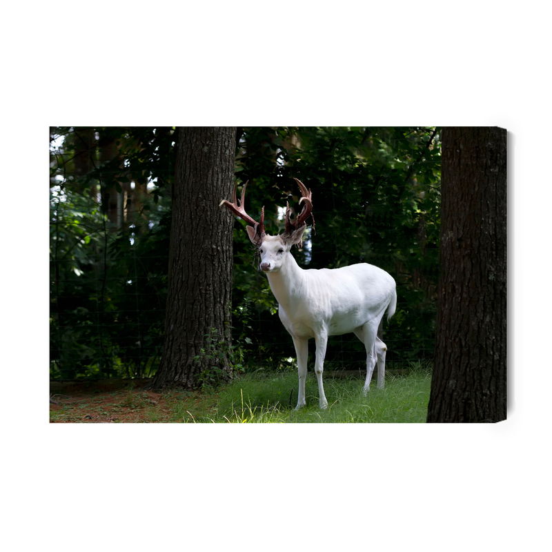 Ljuddämpande tavla - Albino deer in the forest