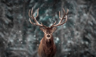 Ljuddämpande tavla - Deer in the forest 3d