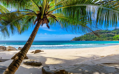 Ljuddämpande tavla - Tropical beach with 3d palm