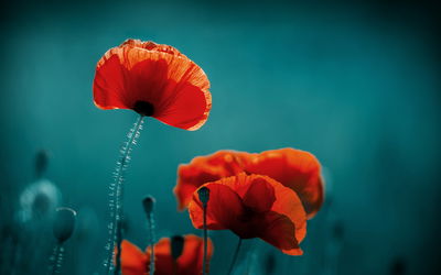 Ljuddämpande tavla - Macro poppies