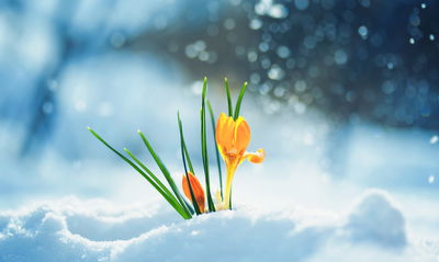 Ljuddämpande tavla - Yellow crocuses breaking