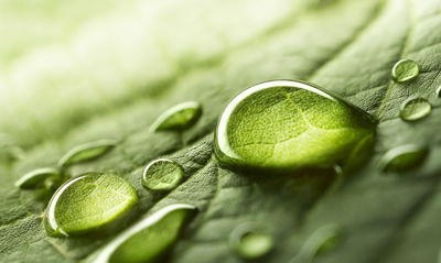 Ljuddämpande tavla - Water drops on a leaf