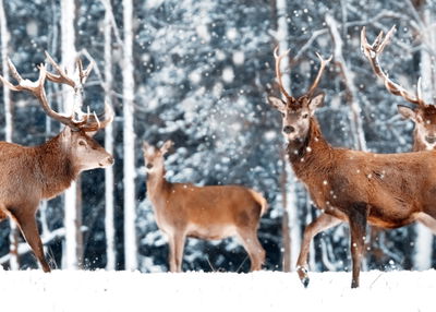 Ljuddämpande tavla - A herd of deer in the winter