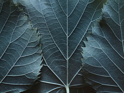 Ljuddämpande tavla - Leaves with a macro