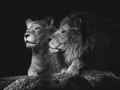 Ljuddämpande tavla - Lion and lioness on a black