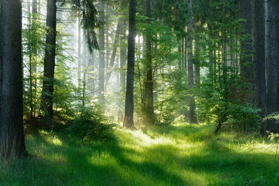 Ljuddämpande tavla - The sun peeks into the forest