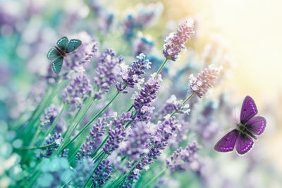 Ljuddämpande tavla - Lavender and butterflies