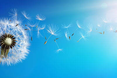 Ljuddämpande tavla - Dandelion with flying seeds