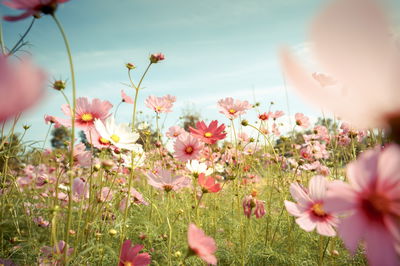 Ljuddämpande tavla - Cosmos flowers in the garden