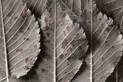 Ljuddämpande tavla - Gray leaves on a macro scale