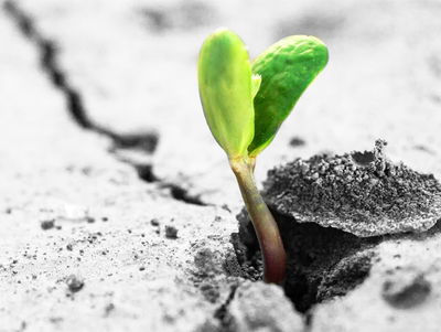 Ljuddämpande tavla - 3d plant sprouting