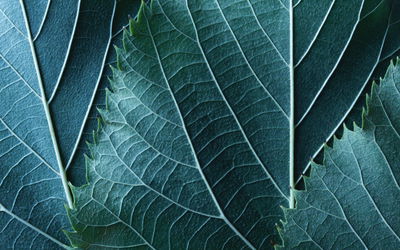 Ljuddämpande tavla - Leaves in a macro scale