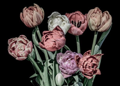 Ljuddämpande tavla - Pastel tulips on a black