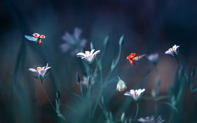 Ljuddämpande tavla - Ladybugs and wildflowers