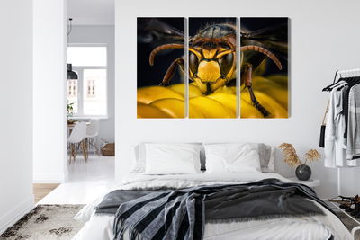 Ljuddämpande tavla - Wasp on a macro scale