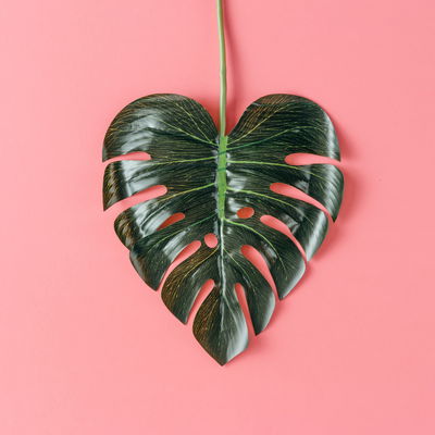 Ljuddämpande tavla - Heart-shaped monstera leaf