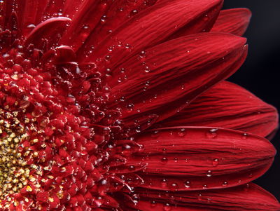 Ljuddämpande tavla - Flower petals on a macro