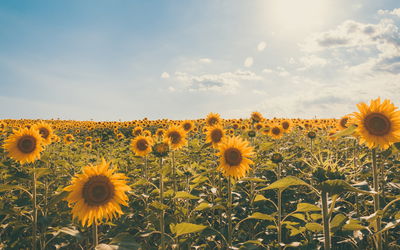 Ljuddämpande tavla - Sunflower field on a summer