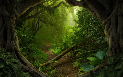 Ljuddämpande tavla - Path in the tropical forest