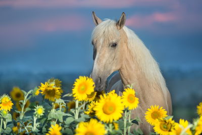 Ljuddämpande tavla - Horse and sunflowers