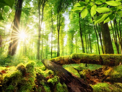 Ljuddämpande tavla - Rays of the sun in the 3d