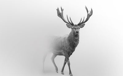 Ljuddämpande tavla - A stately deer in the fog