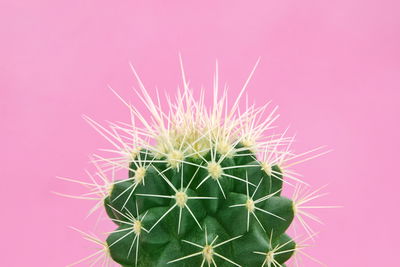 Ljuddämpande tavla - Cactus on a pink background