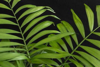 Ljuddämpande tavla - Green tropical leaves