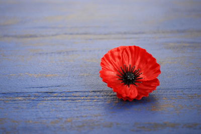 Ljuddämpande tavla - Poppy flower on a blue