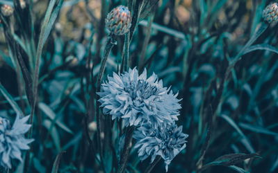 Ljuddämpande tavla - Cornflowers in the meadow 3d
