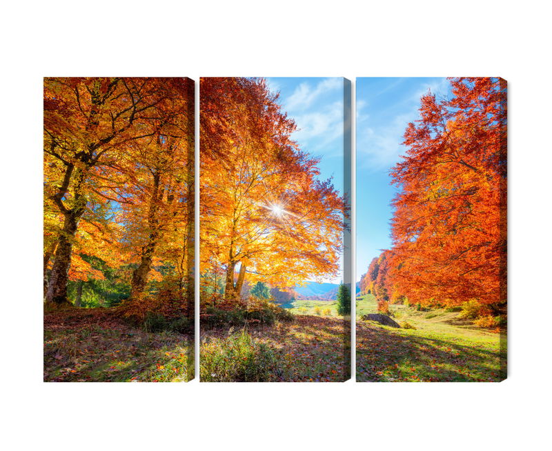 Ljuddämpande tavla - Colorful autumn trees