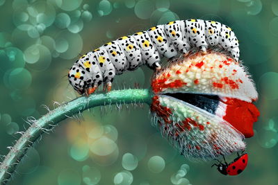 Ljuddämpande tavla - A caterpillar and a ladybug