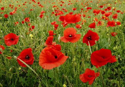 Ljuddämpande tavla - Red poppies in the meadow