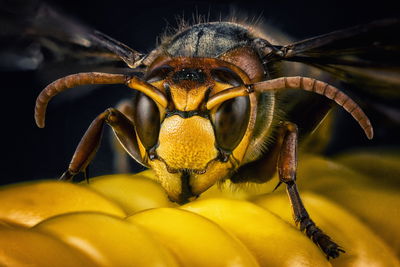 Ljuddämpande tavla - Wasp on a macro scale