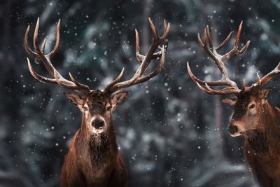 Ljuddämpande tavla - Two magnificent stags