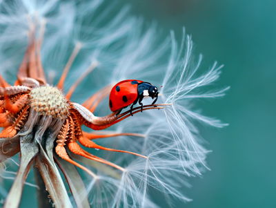 Ljuddämpande tavla - Ladybug on a dandelion