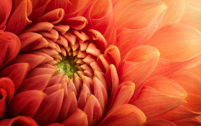 Ljuddämpande tavla - Orange chrysanthemum