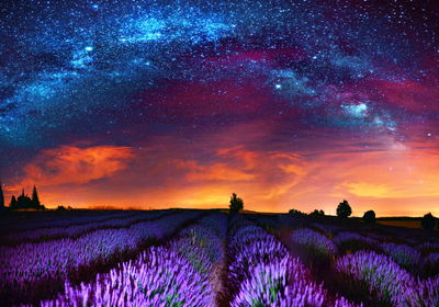 Ljuddämpande tavla - Lavender field on a starry