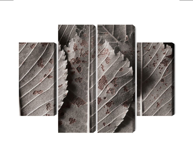 Ljuddämpande tavla - Gray leaves on a macro scale