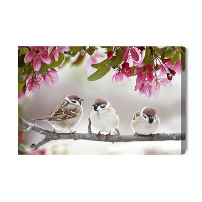 Ljuddämpande tavla - Sparrows birds