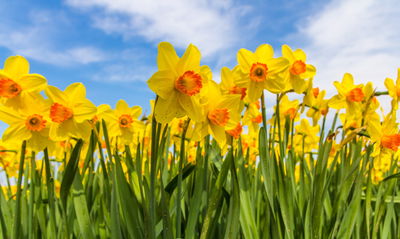 Ljuddämpande tavla - Daffodil field 3d