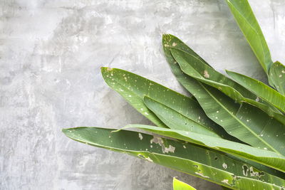 Ljuddämpande tavla - Green leaves on a concrete